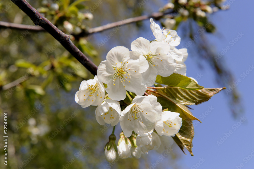 Obraz premium Kirschbluete_d1349