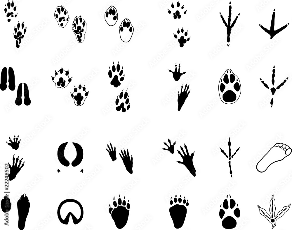 Traces of animals Traces of animals
