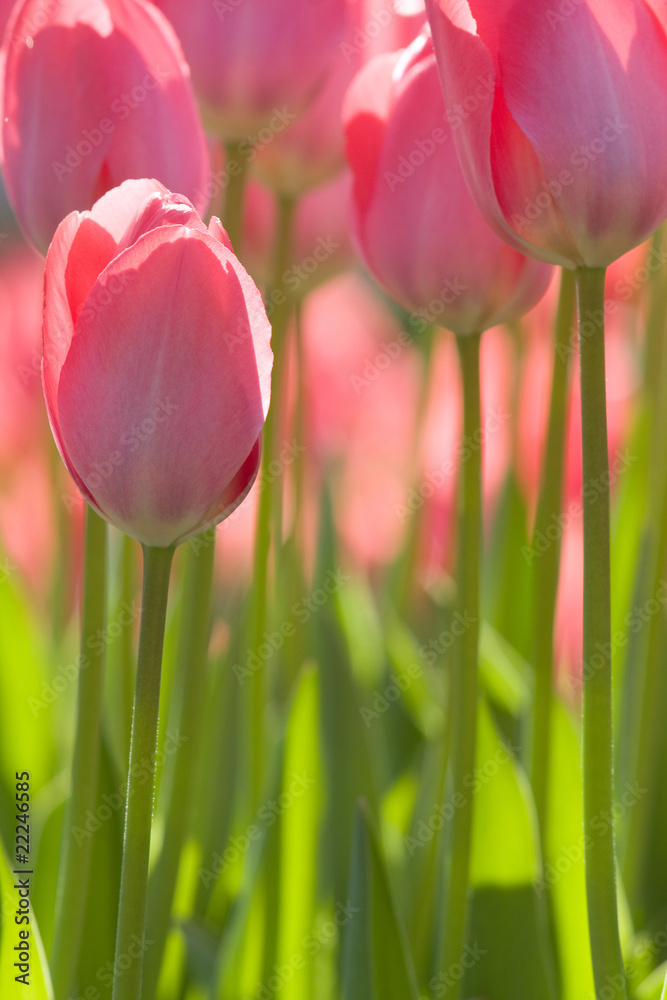 Fototapeta premium Rosa Tulpen