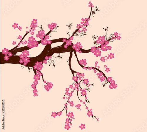 Pink cherry tree