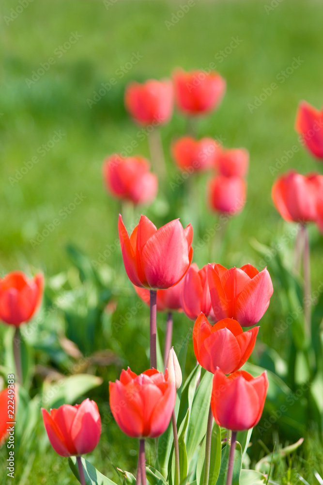 Beautiful red tulips Beautiful red tulips