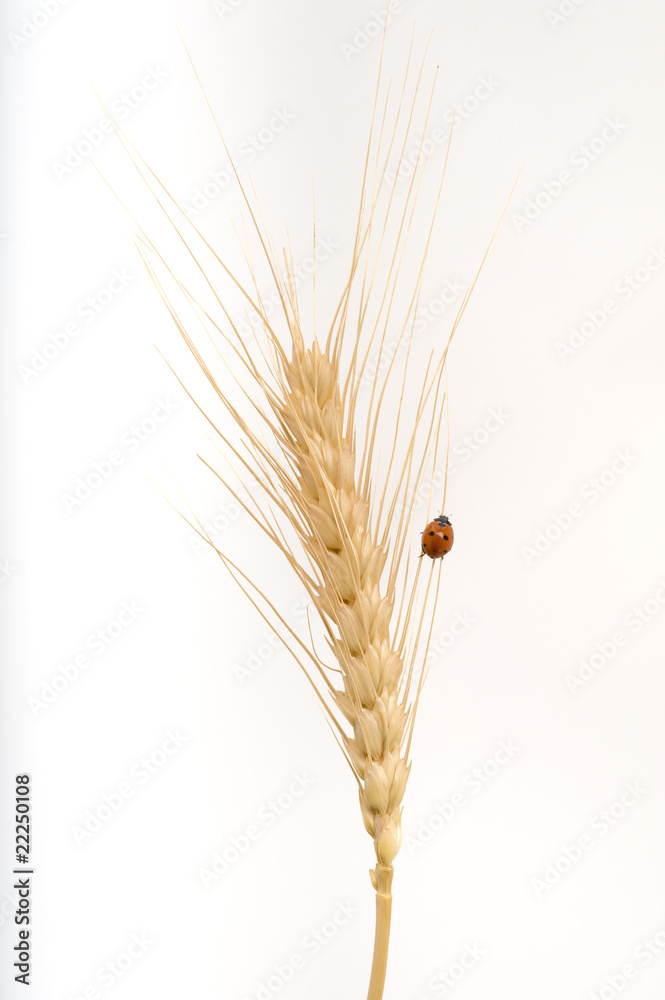 Obraz premium ladybug on wheat