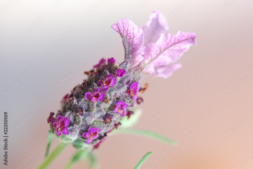 Naklejka premium Lavanda Inglese