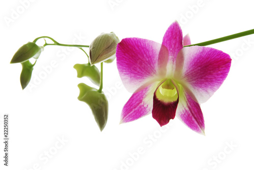 Fresh violet orchids isolated on white background