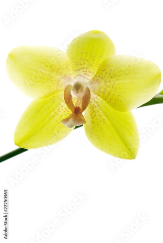 Fresh yellow orchids isolated on white background