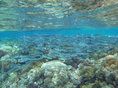 Fische im Roten Meer