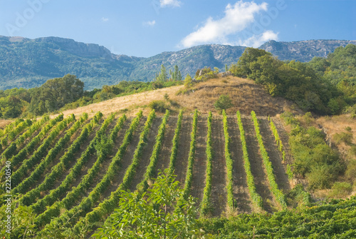 Mountains, vineyard and summer.
