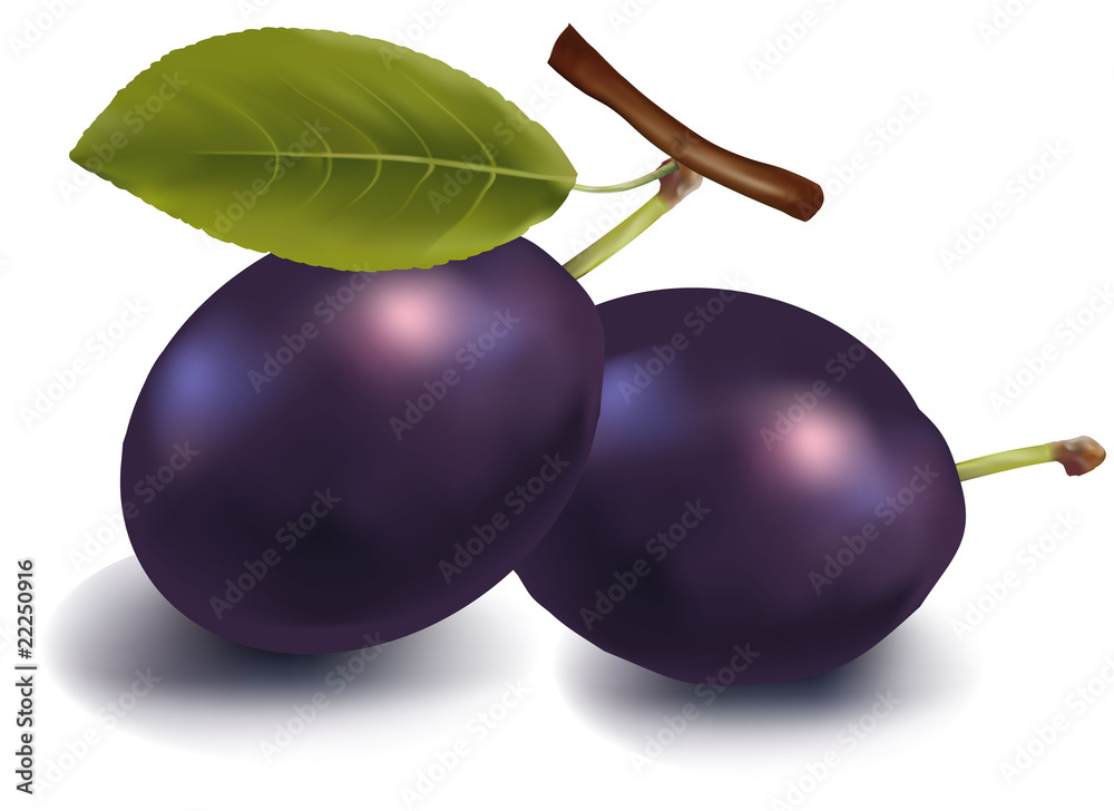 Photo-realistic vector. Two ripe plums. Photo-realistic vector. Two ripe plums.