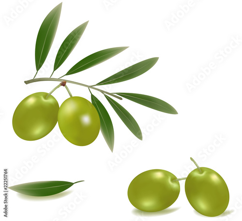 Vector illustration. Green olives with leaves.