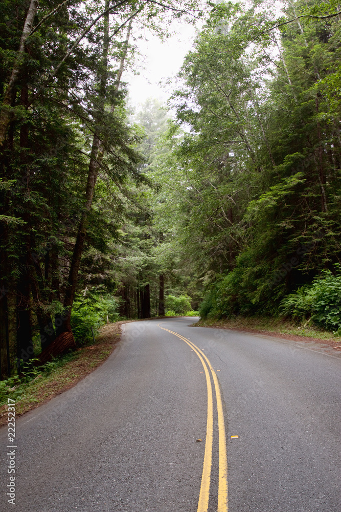 Road running through forest