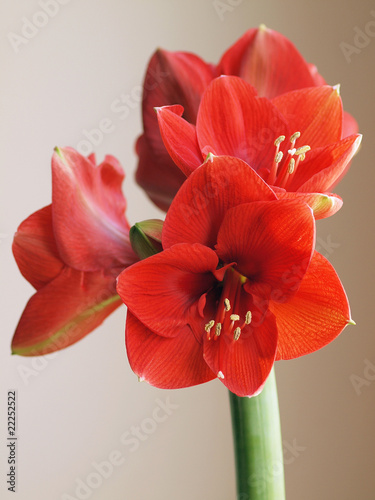 Red Amaryllis photo
