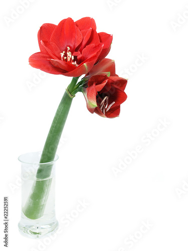 Red Amaryllis in vase