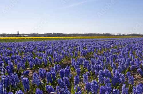 Dutch Bulb fields with purple hyacinth flowers
