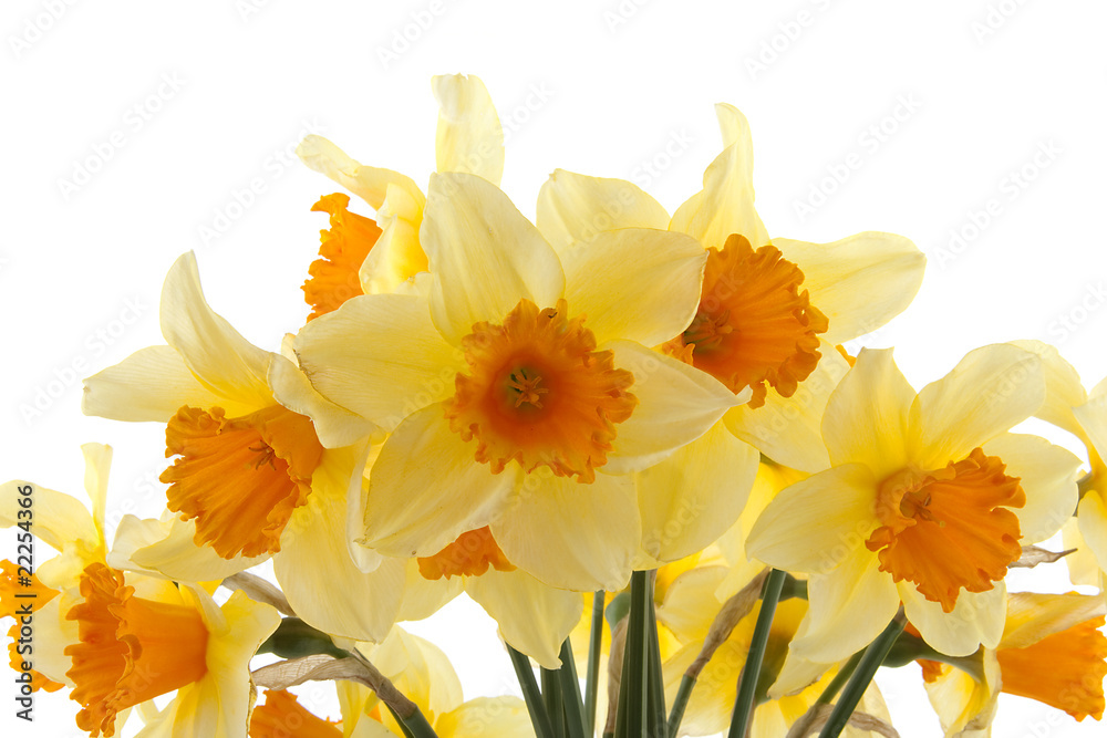 Fototapeta premium Yellow with orange daffodil flowers over white background
