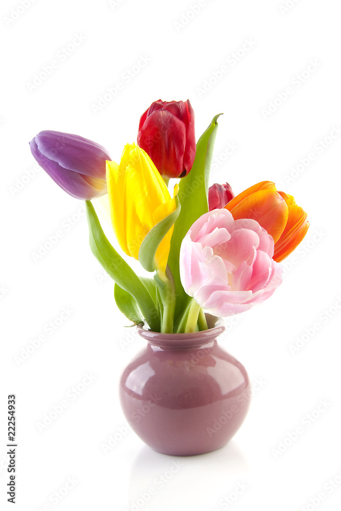 colorful Dutch tulips in vase over white background