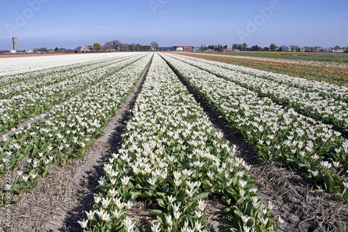 Dutch bulb fields with white tulips