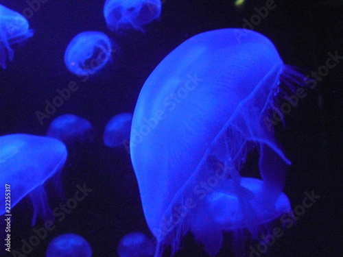 meduse photo