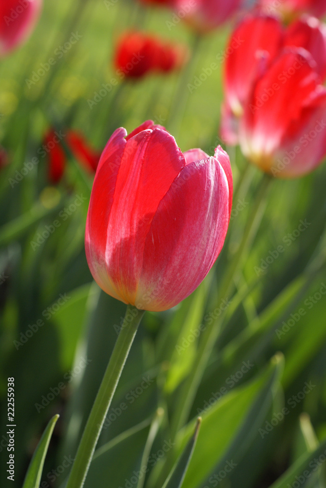 Beautiful tulips