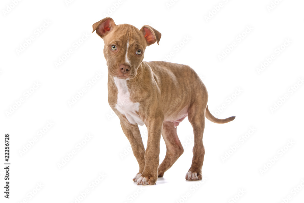 red nose pitbull puppy isolated on a white background