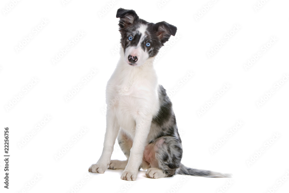 front view of a border collie dog looking at camera