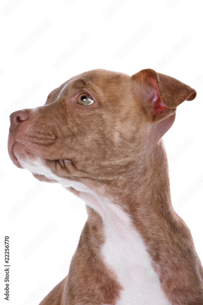 head of a red nose pitbull puppy isolated on a white background