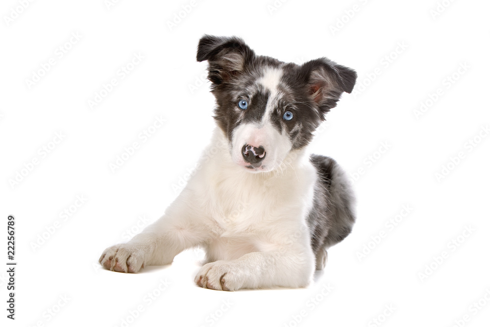 front view of a cute border colie puppy