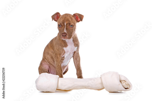 Fényképezés red nose pitbull puppy and his toy