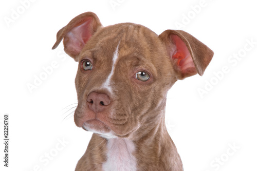 rednose pitbull puppy isolated on a white background
