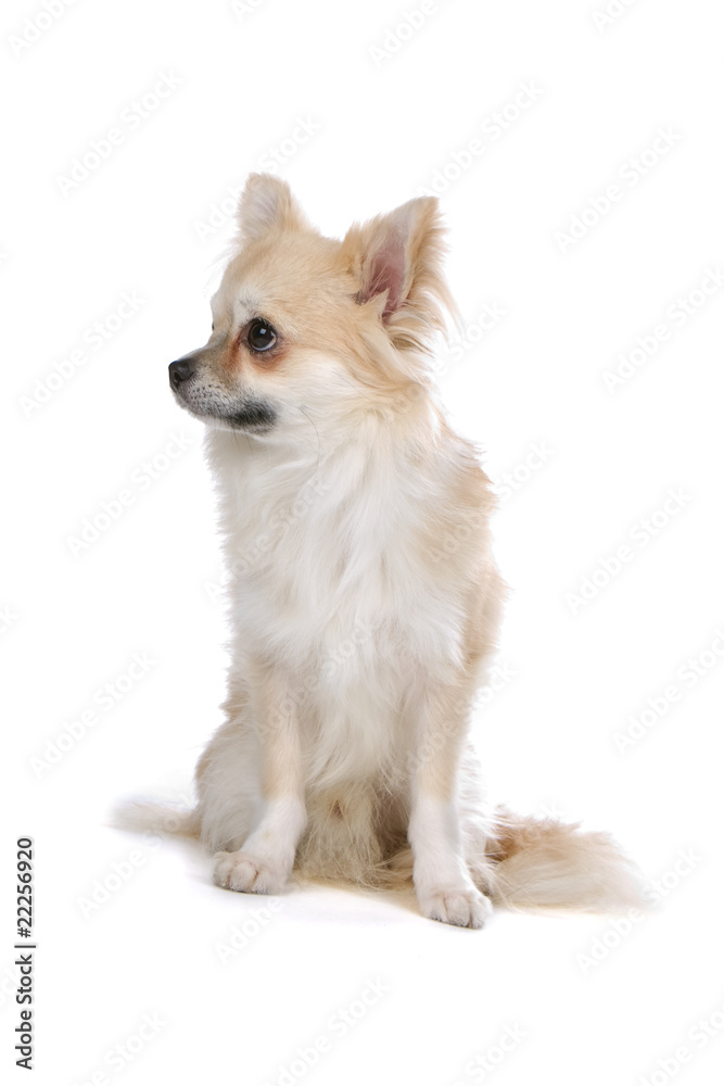 chihuahua dog isolated on a white background chihuahua dog isolated on a white background