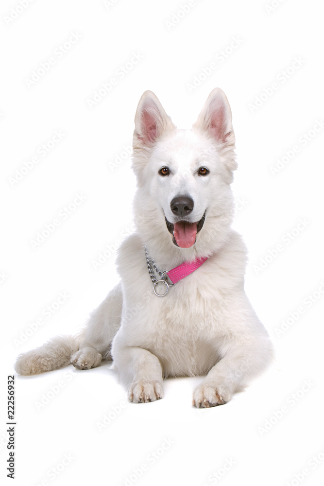 swiss white shepherd dog lying on the floor swiss white shepherd dog lying on the floor