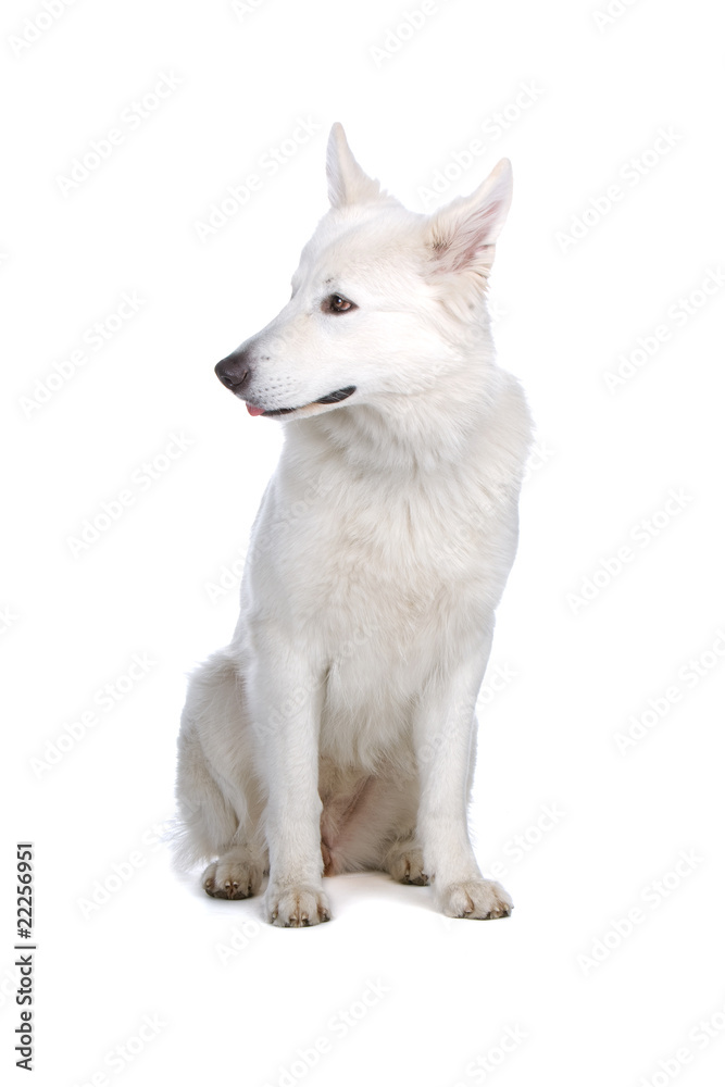Swiss White Shepherd dog isolated on a white background Swiss White Shepherd dog isolated on a white background
