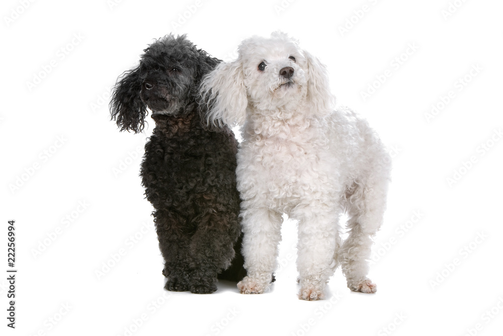 two poodle dogs isolated on a white background