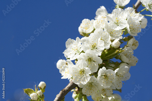 Apricot tree spring blossom