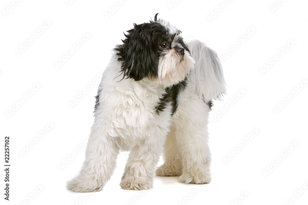 mixed breed dog (boomer) isolated on a white background mixed breed dog (boomer) isolated on a white background