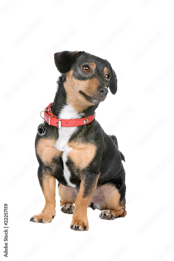 cute jack russel terrier isolated on a white background