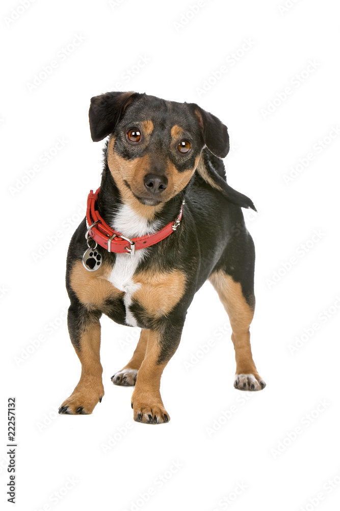 black and tan Jack Russel Terrier dog