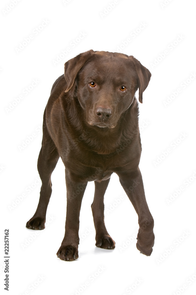 chocolate labrador retriever dog looking at camera chocolate labrador retriever dog looking at camera