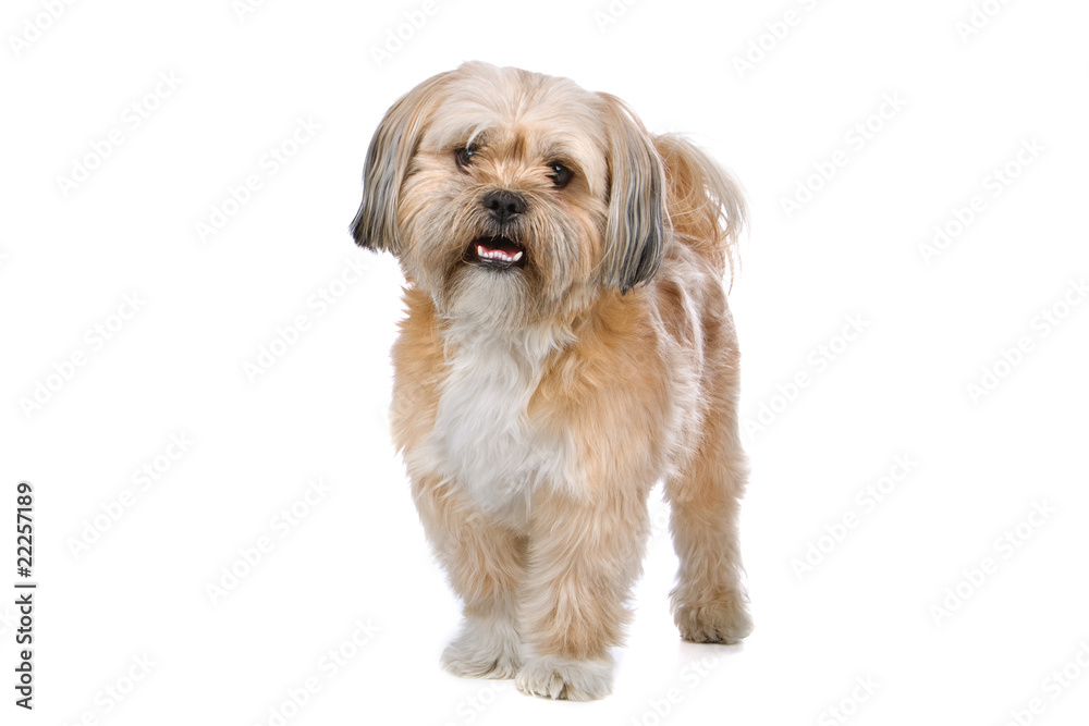 mixed breed dog (boomer) isolated on a white background mixed breed dog (boomer) isolated on a white background