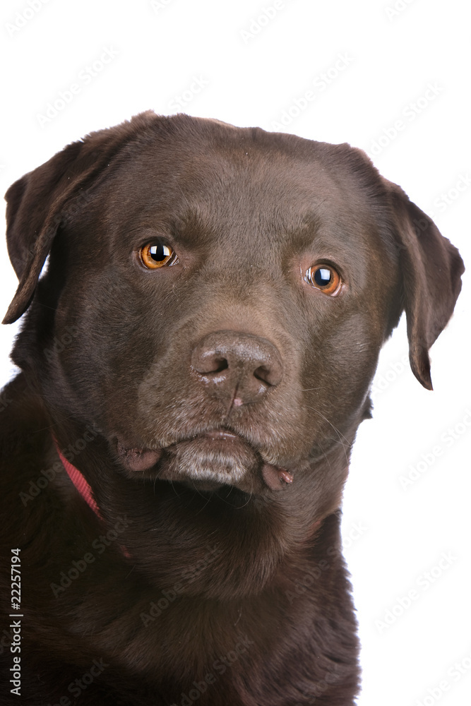 head of a chocolate labrador retriever dog