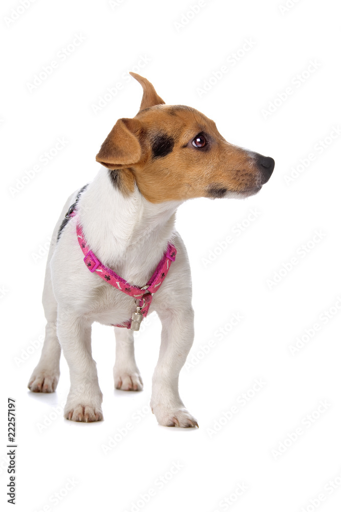 jack russel terrier puppy