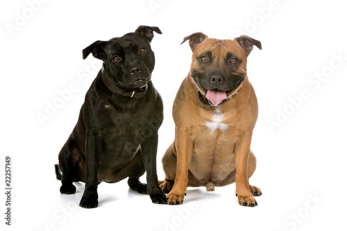 two Staffordshire Bull Terrier dogs isolated on white