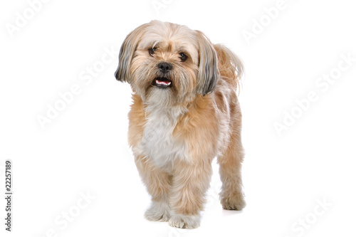 Fototapeta Naklejka Na Ścianę i Meble -  mixed breed dog (boomer) isolated on a white background