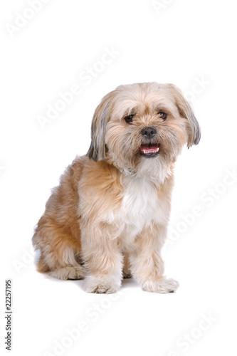 Fototapeta Naklejka Na Ścianę i Meble -  mixed breed dog (boomer)isolated on a white background