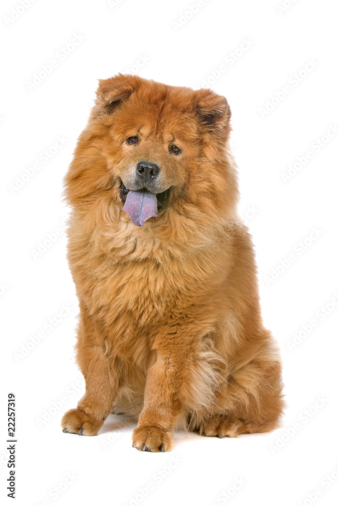 chow chow dog sticking out tongue - obrazy, fototapety, plakaty 