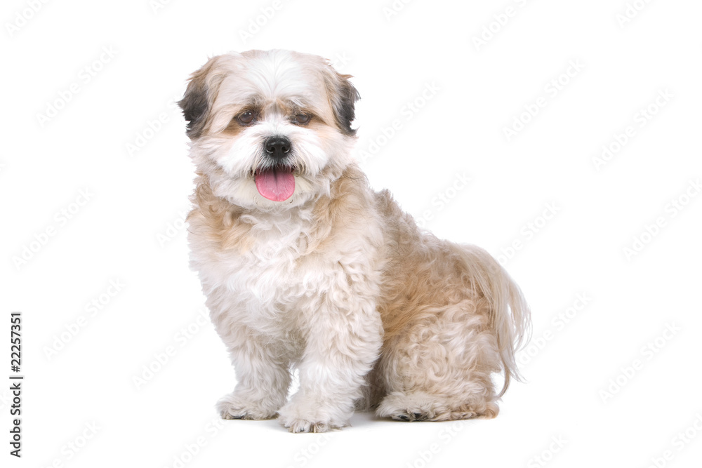 mixed breed dog (boomer) isolated on a white background