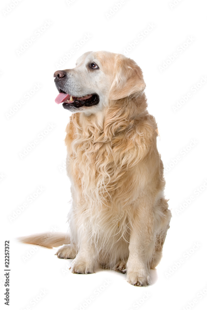 golden retriever dog sticking out tongue