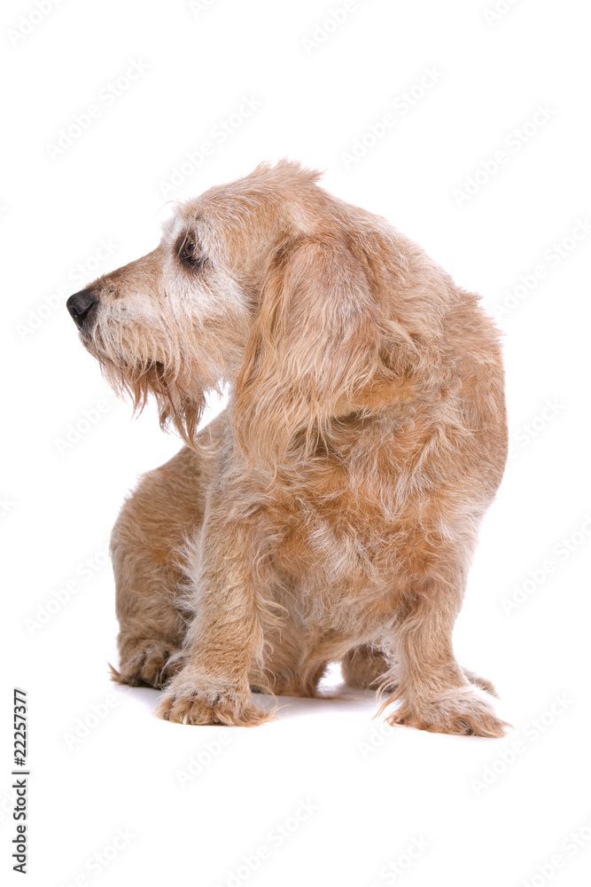 old basset hound isolated on a white background