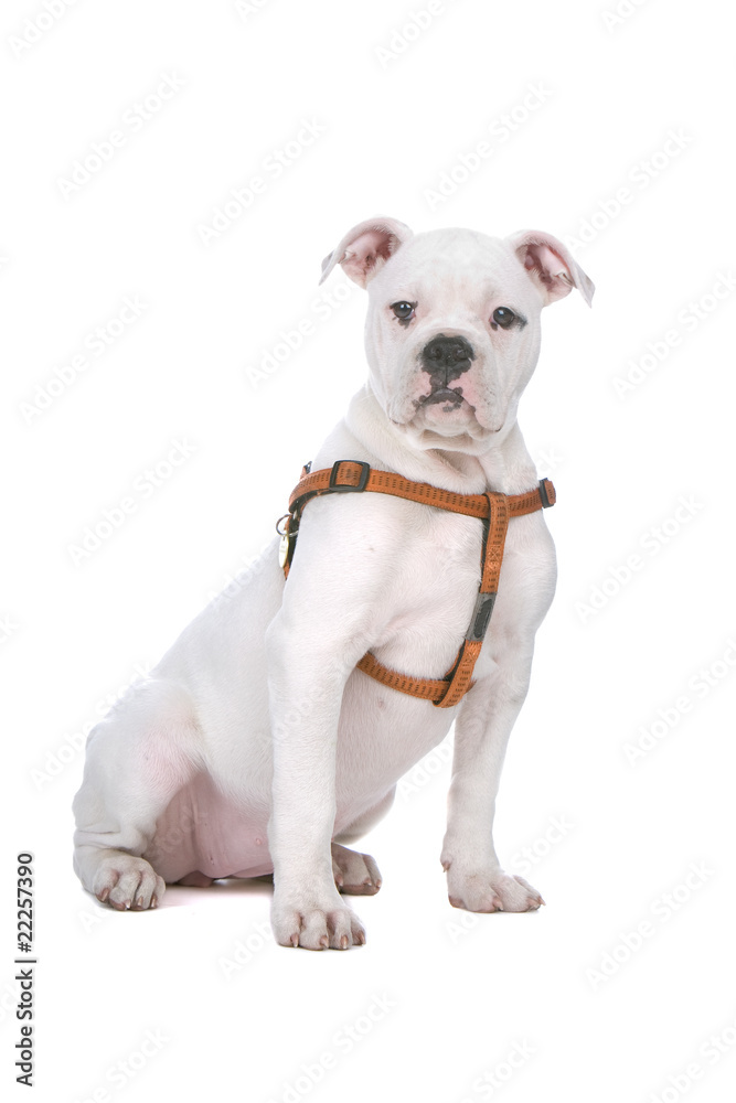 american buldog puppy isolated on white background