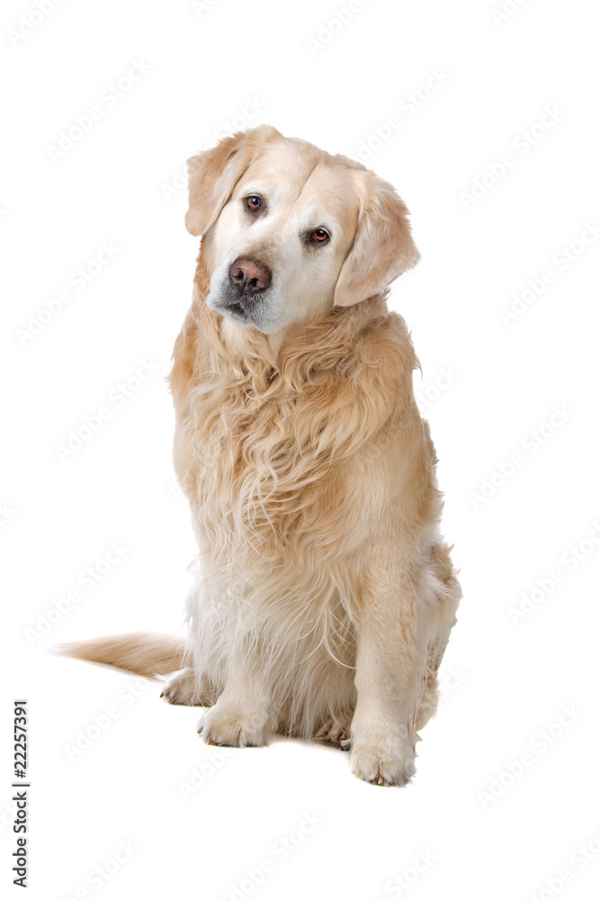 Golden retriever isolated on a white background Golden retriever isolated on a white background