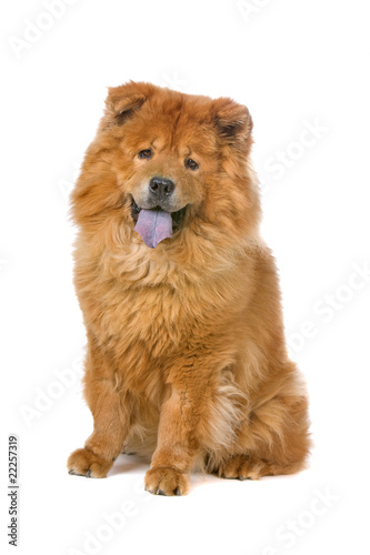chow chow dog sticking out tongue photo